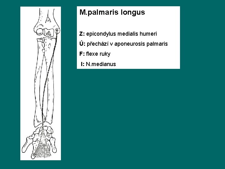 M. palmaris longus Z: epicondylus medialis humeri Ú: přechází v aponeurosis palmaris F: flexe