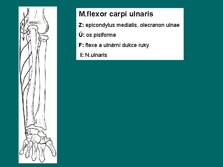 M. flexor carpi ulnaris Z: epicondylus medialis, olecranon ulnae Ú: os pisiforme F: flexe