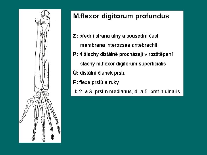 M. flexor digitorum profundus Z: přední strana ulny a sousední část membrana interossea antebrachii