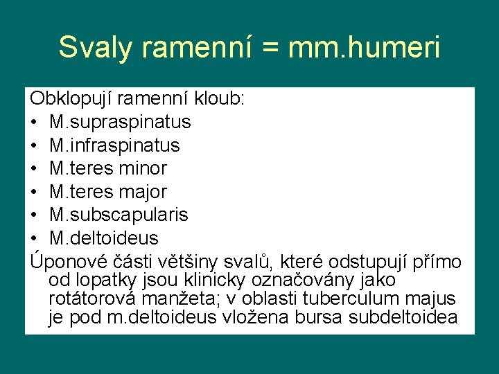 Svaly ramenní = mm. humeri Obklopují ramenní kloub: • M. supraspinatus • M. infraspinatus