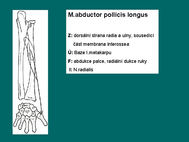 M. abductor pollicis longus Z: dorsální strana radia a ulny, sousedící část membrana interossea