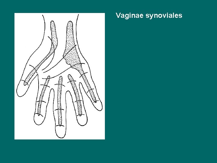 Vaginae synoviales 
