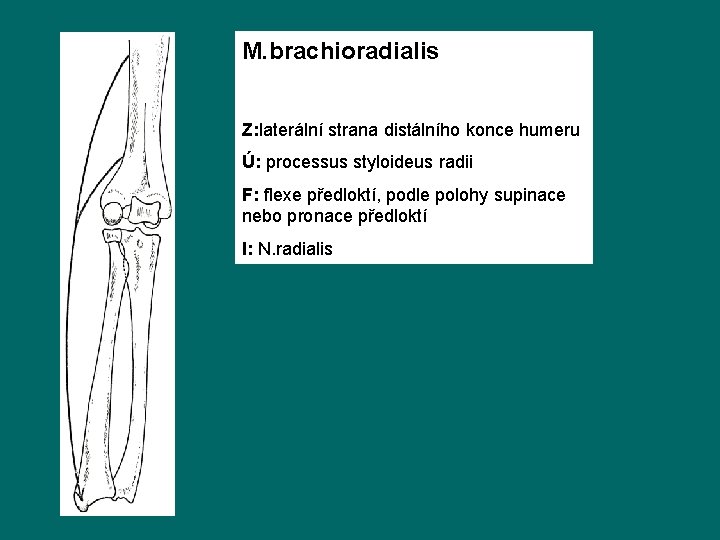 M. brachioradialis Z: laterální strana distálního konce humeru Ú: processus styloideus radii F: flexe