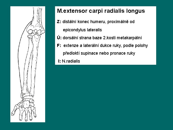 M. extensor carpi radialis longus Z: distální konec humeru, proximálně od epicondylus lateralis Ú: