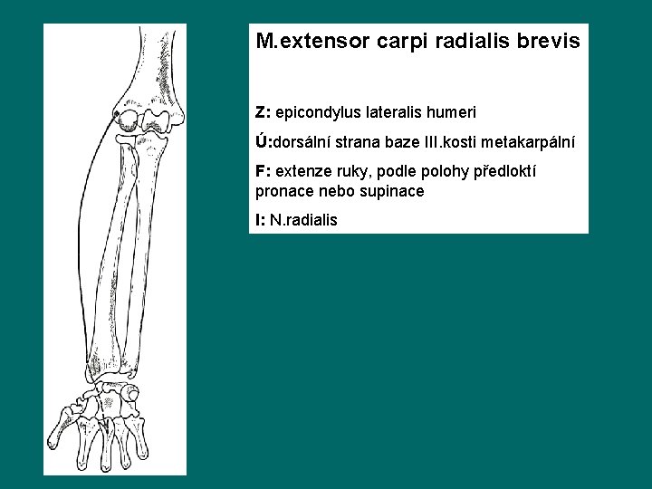 M. extensor carpi radialis brevis Z: epicondylus lateralis humeri Ú: dorsální strana baze III.