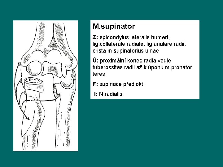 M. supinator Z: epicondylus lateralis humeri, lig. collaterale radiale, lig. anulare radii, crista m.