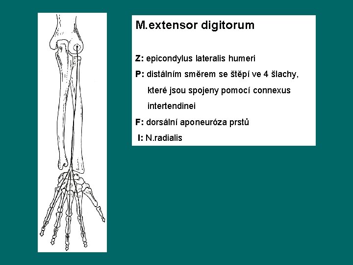 M. extensor digitorum Z: epicondylus lateralis humeri P: distálním směrem se štěpí ve 4