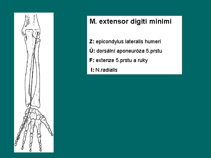M. extensor digiti minimi Z: epicondylus lateralis humeri Ú: dorsální aponeuróza 5. prstu F: