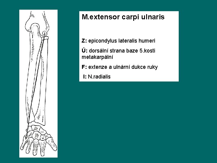 M. extensor carpi ulnaris Z: epicondylus lateralis humeri Ú: dorsální strana baze 5. kosti