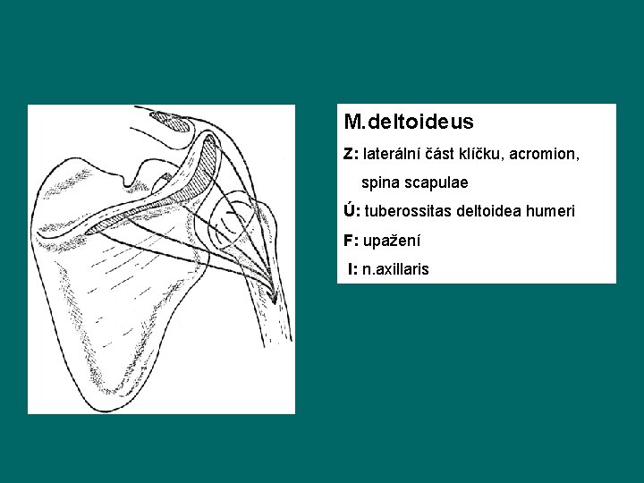 M. deltoideus Z: laterální část klíčku, acromion, spina scapulae Ú: tuberossitas deltoidea humeri F: