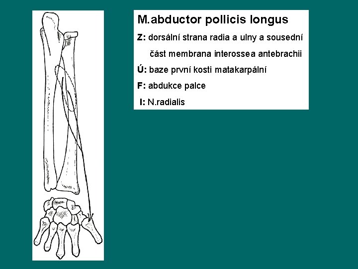 M. abductor pollicis longus Z: dorsální strana radia a ulny a sousední část membrana