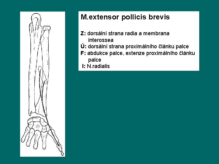M. extensor pollicis brevis Z: dorsální strana radia a membrana interossea Ú: dorsální strana