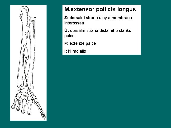 M. extensor pollicis longus Z: dorsální strana ulny a membrana interossea Ú: dorsální strana
