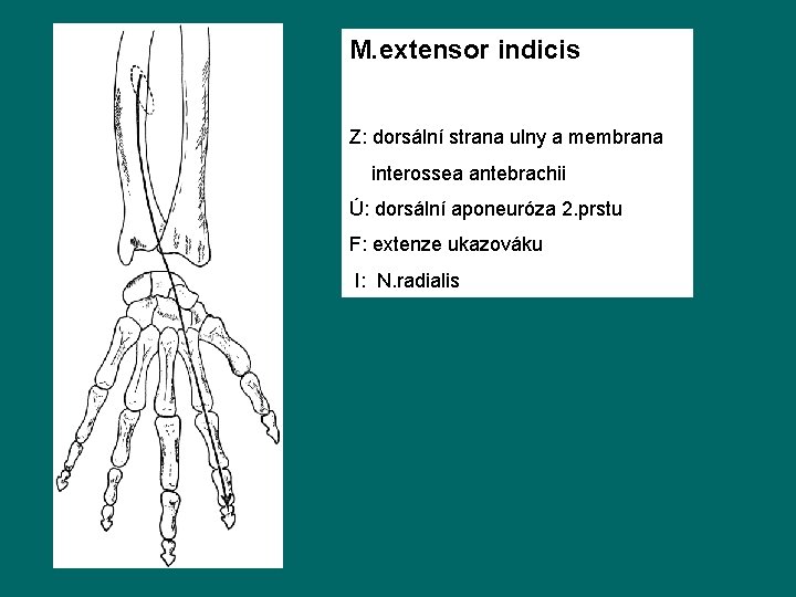 M. extensor indicis Z: dorsální strana ulny a membrana interossea antebrachii Ú: dorsální aponeuróza