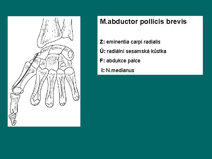 M. abductor pollicis brevis Z: eminentia carpi radialis Ú: radiální sesamská kůstka F: abdukce