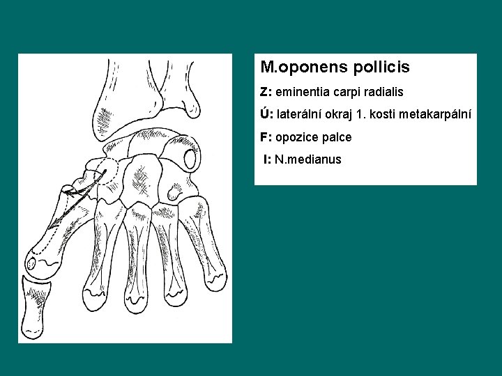 M. oponens pollicis Z: eminentia carpi radialis Ú: laterální okraj 1. kosti metakarpální F: