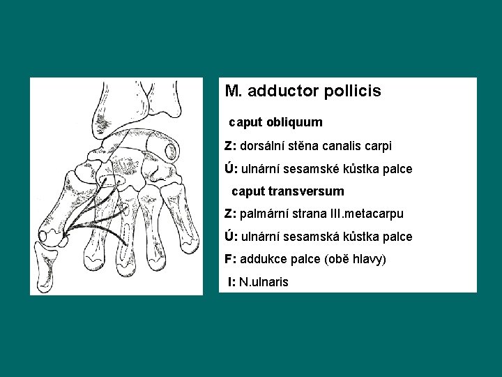 M. adductor pollicis caput obliquum Z: dorsální stěna canalis carpi Ú: ulnární sesamské kůstka