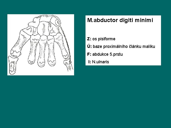 M. abductor digiti minimi Z: os pisiforme Ú: baze proximálního článku malíku F: abdukce