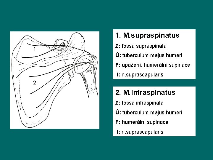 1. M. supraspinatus Z: fossa supraspinata 1 1 Ú: tuberculum majus humeri F: upažení,