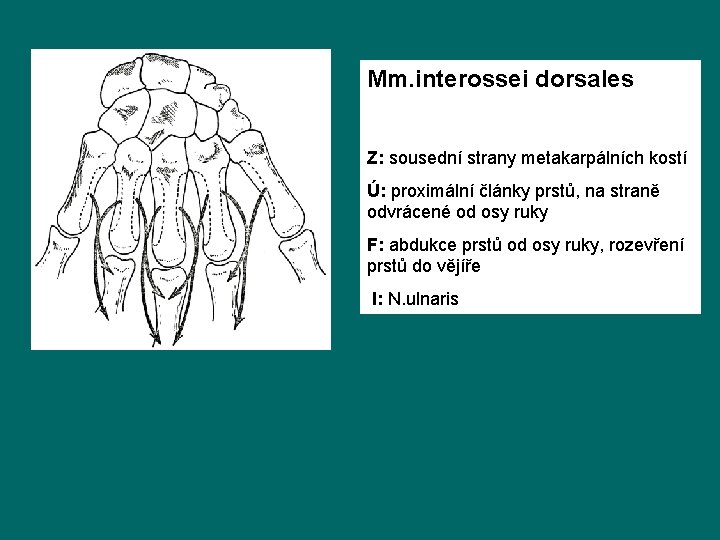 Mm. interossei dorsales Z: sousední strany metakarpálních kostí Ú: proximální články prstů, na straně