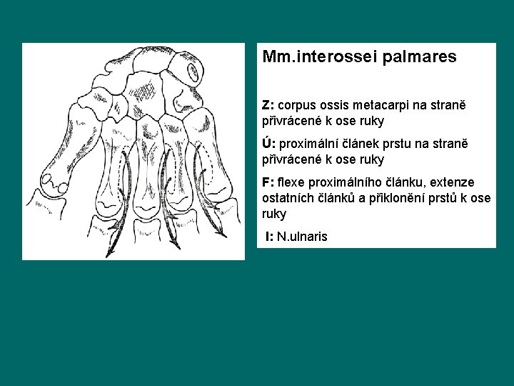 Mm. interossei palmares Z: corpus ossis metacarpi na straně přivrácené k ose ruky Ú: