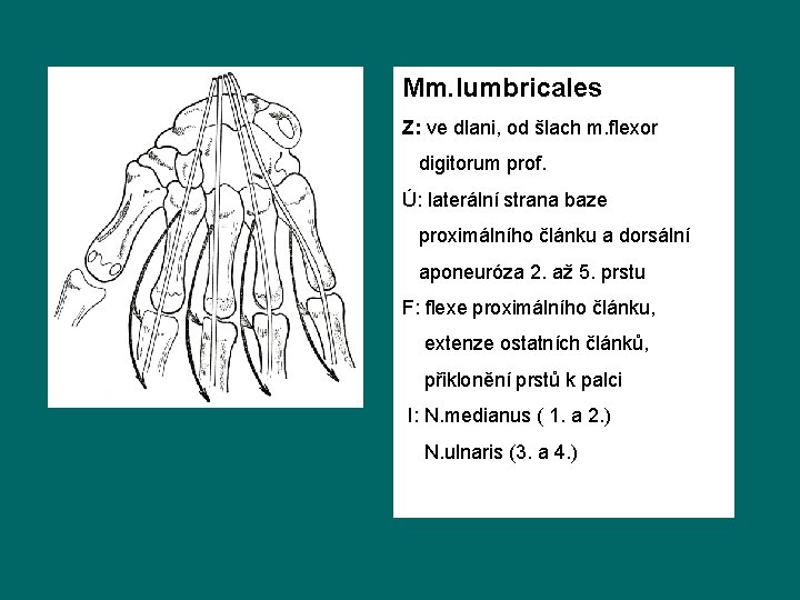 Mm. lumbricales Z: ve dlani, od šlach m. flexor digitorum prof. Ú: laterální strana