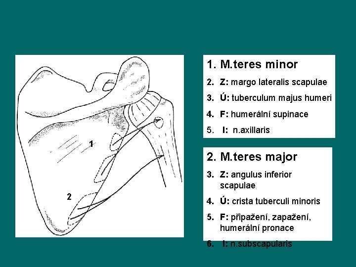 1. M. teres minor 2. Z: margo lateralis scapulae 3. Ú: tuberculum majus humeri