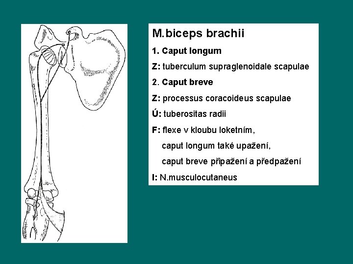 M. biceps brachii 1. Caput longum Z: tuberculum supraglenoidale scapulae 2. Caput breve Z: