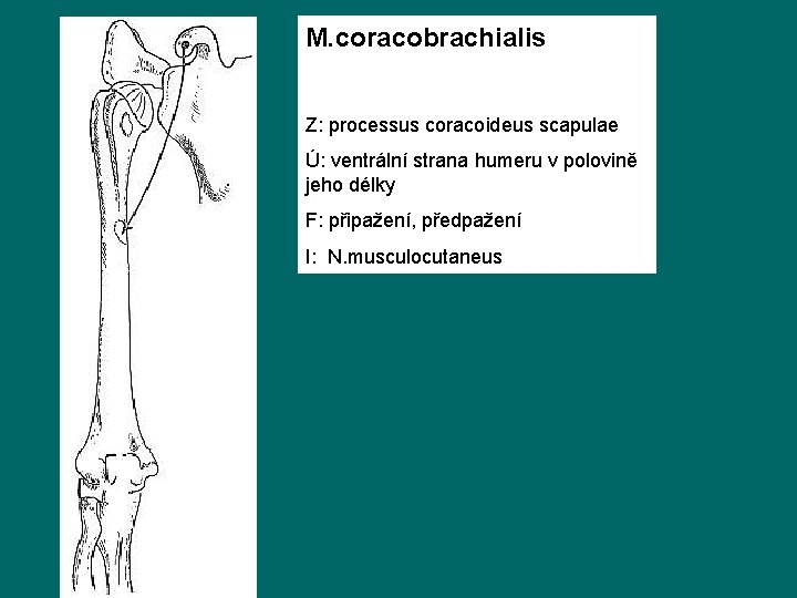 M. coracobrachialis Z: processus coracoideus scapulae Ú: ventrální strana humeru v polovině jeho délky