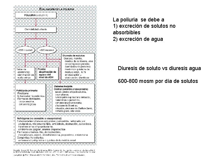 La poliuria se debe a 1) excreción de solutos no absorbibles 2) excreción de