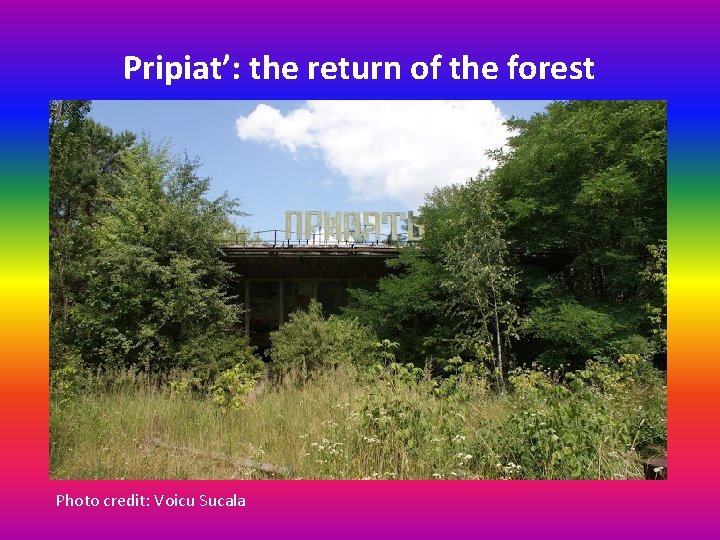 Pripiat’: the return of the forest Photo credit: Voicu Sucala 