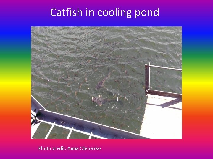 Catfish in cooling pond Photo credit: Anna Olenenko 