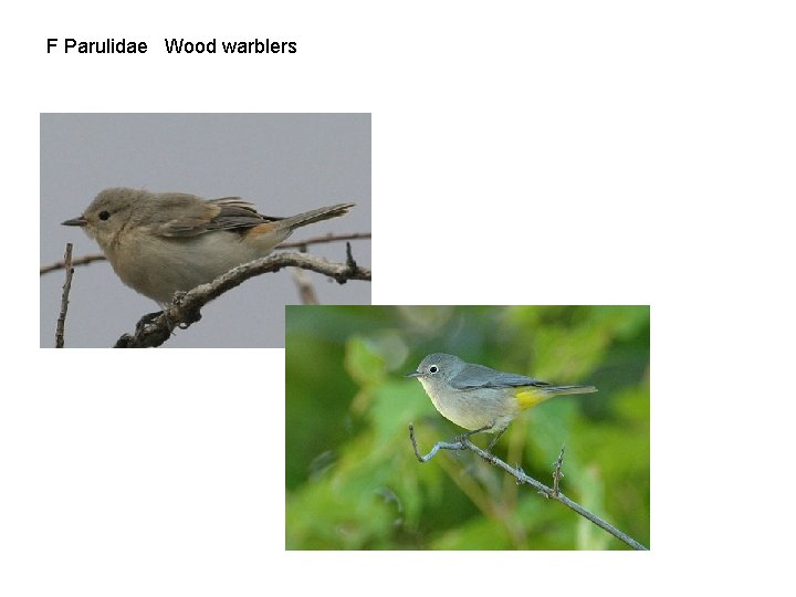 F Parulidae Wood warblers 