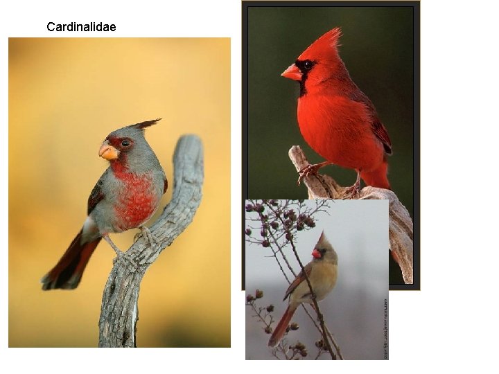 Cardinalidae 