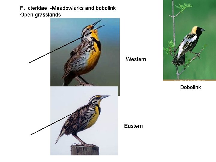 F. Icteridae -Meadowlarks and bobolink Open grasslands Western Bobolink Eastern 