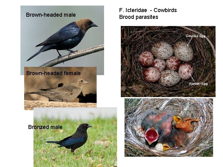 Brown-headed male Brown-headed female Bronzed male F. Icteridae - Cowbirds Brood parasites 