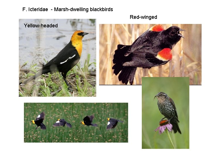 F. Icteridae - Marsh-dwelling blackbirds Red-winged Yellow-headed 