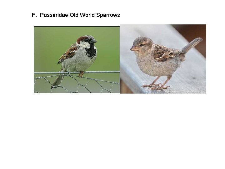 F. Passeridae Old World Sparrows 