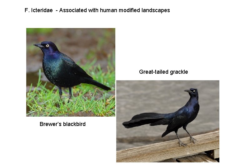 F. Icteridae - Associated with human modified landscapes Great-tailed grackle Brewer’s blackbird 