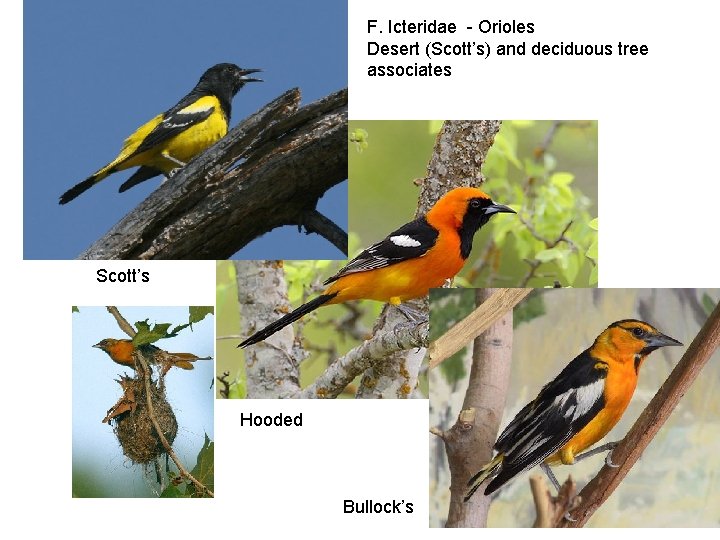 F. Icteridae - Orioles Desert (Scott’s) and deciduous tree associates Scott’s Hooded Bullock’s 