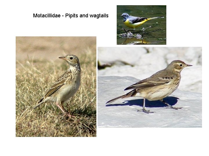 Motacillidae - Pipits and wagtails 