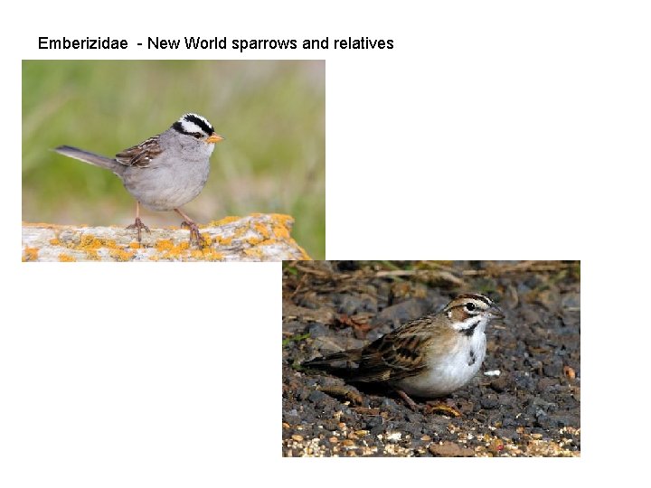 Emberizidae - New World sparrows and relatives 