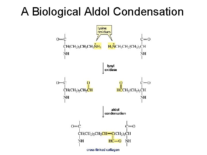 A Biological Aldol Condensation 