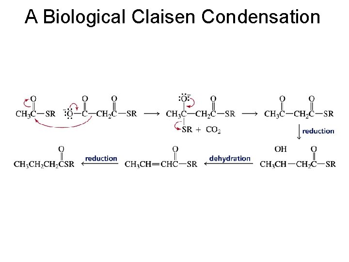A Biological Claisen Condensation 