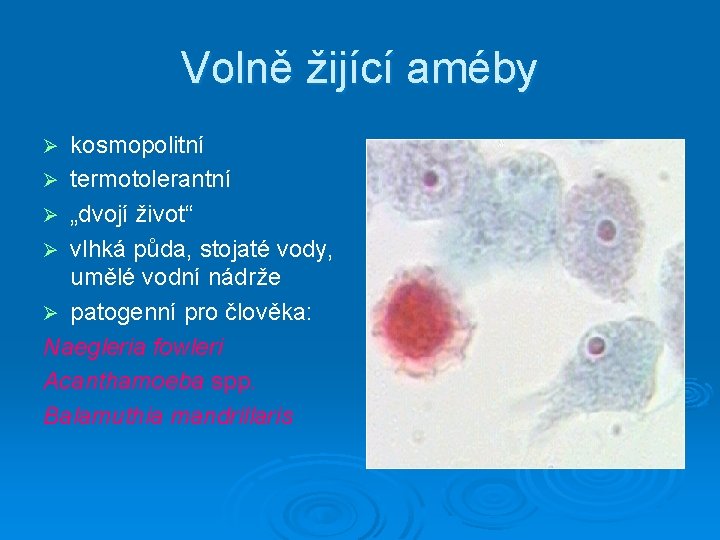 Volně žijící améby kosmopolitní Ø termotolerantní Ø „dvojí život“ Ø vlhká půda, stojaté vody,