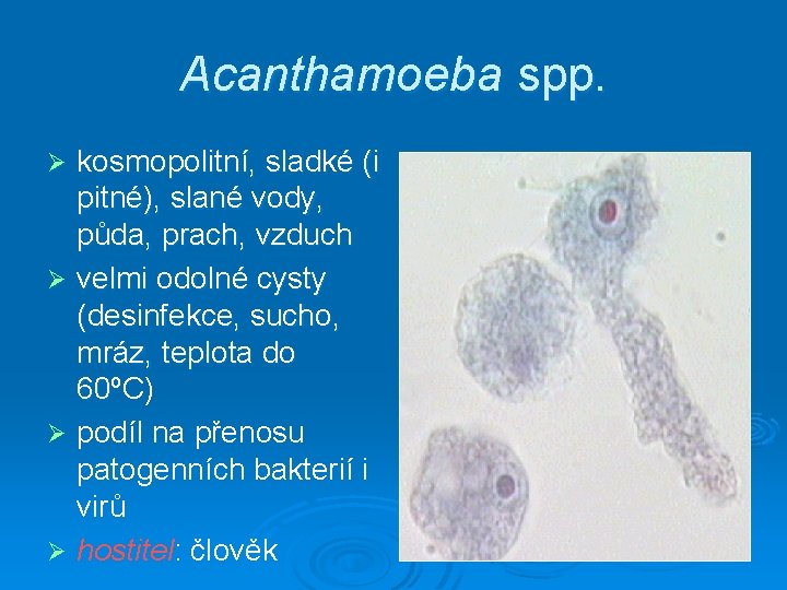 Acanthamoeba spp. kosmopolitní, sladké (i pitné), slané vody, půda, prach, vzduch Ø velmi odolné