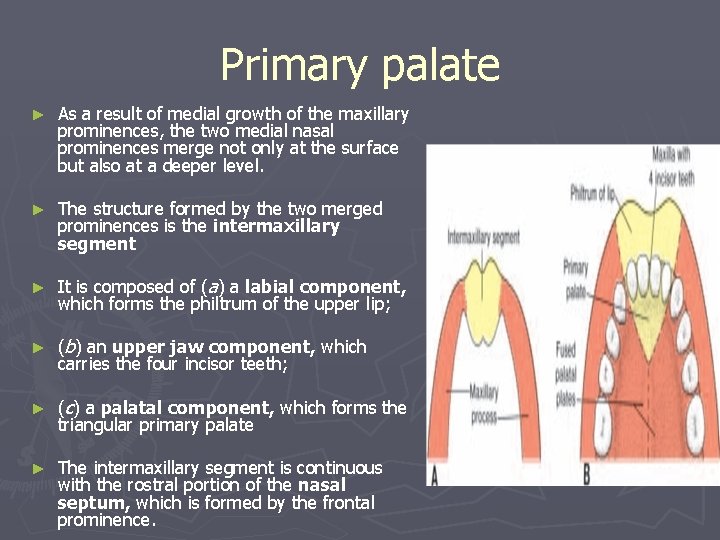 Primary palate ► As a result of medial growth of the maxillary prominences, the