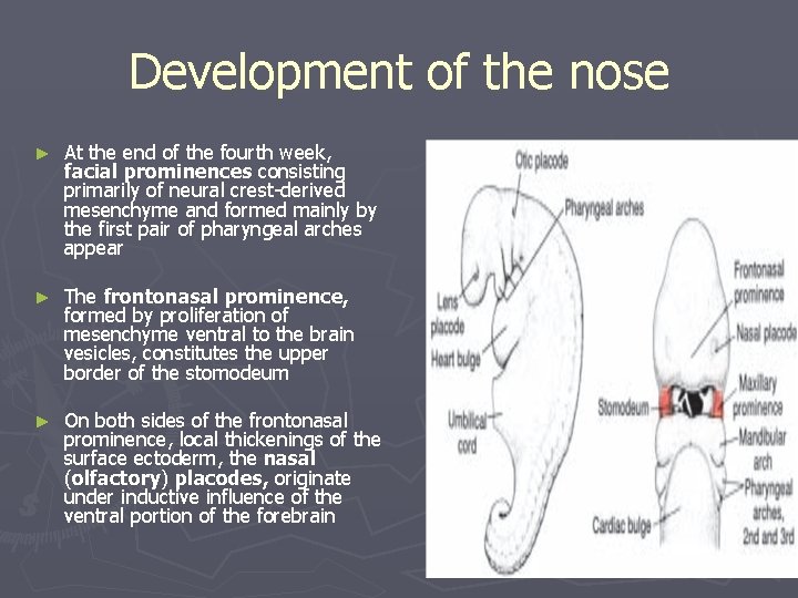 Development of the nose ► At the end of the fourth week, facial prominences