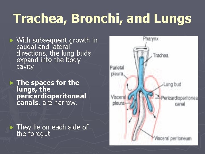 Trachea, Bronchi, and Lungs ► With subsequent growth in caudal and lateral directions, the