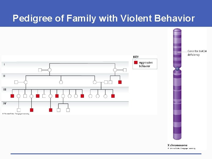 Pedigree of Family with Violent Behavior 